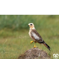 گونه سارگپه چشم سفید White-eyed Buzzard